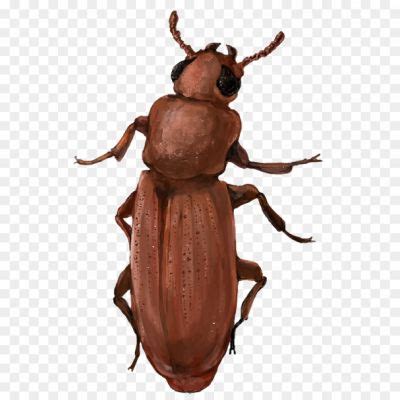 Brown Bug PNG HD Quality BX2N3F53 - Pngsource