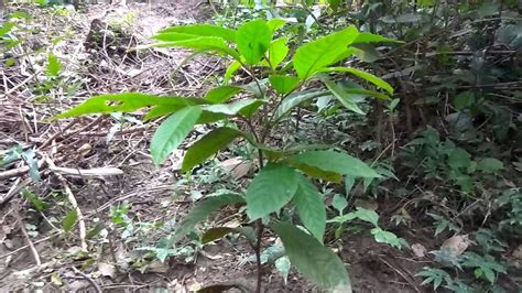 SYNERGY Live Attractive Gardens Medicinal Haritaki,kadukkai podi ...