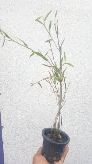 Dendrobium podagraria sp. – EXOTICA ORCHIDS