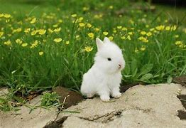 Image result for Cute White Bunnies