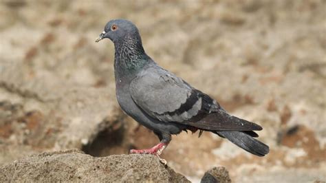 Vastu Tips: घर में कबूतर का घोंसला होना शुभ है या अशुभ, जानिए इससे ...