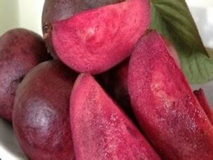 Trothic Gardens Rare Dwarf Psidium guajava Purple Guava 1 Healthy live ...