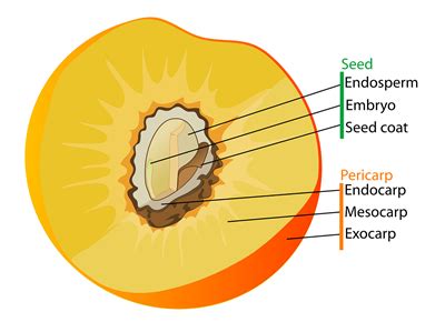 Post-fertilization events — lesson. Science CBSE, Class 10.