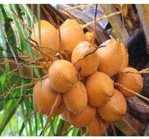 Green Tender Coconut Manufacturers and Suppliers from Coimbatore