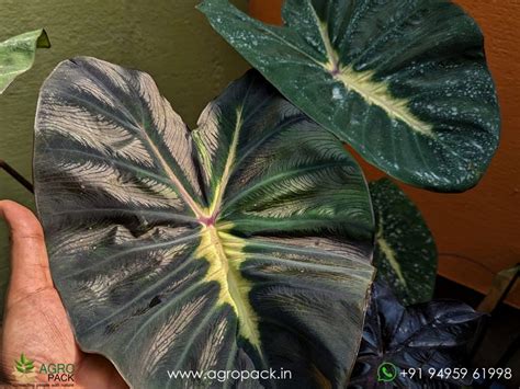 Colocasia Yellow Black Plant For Sale In India | Online plant nursery