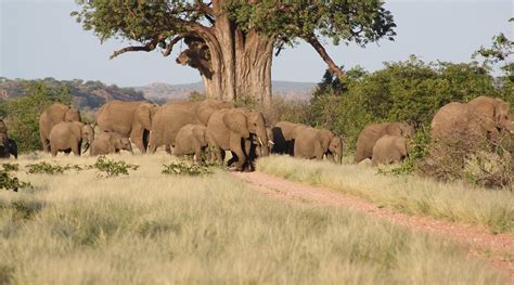 KAOXA BUSH CAMP (Musina) - Lodge Reviews, Photos, Rate Comparison ...