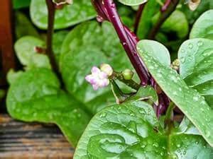 Red Poi Seeds, Malabar Spinach Pack of 44 : Amazon.in: Garden & Outdoors