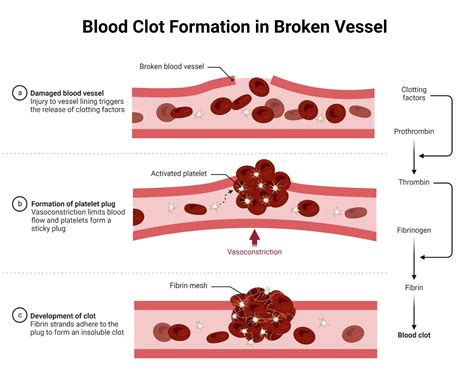Clotting Factors: Key Players in Blood Coagulation - Bioteck Ink.