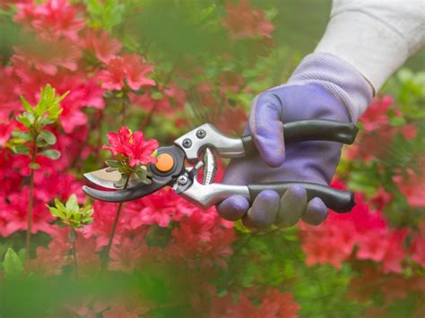 Image result for Azalea Pruning