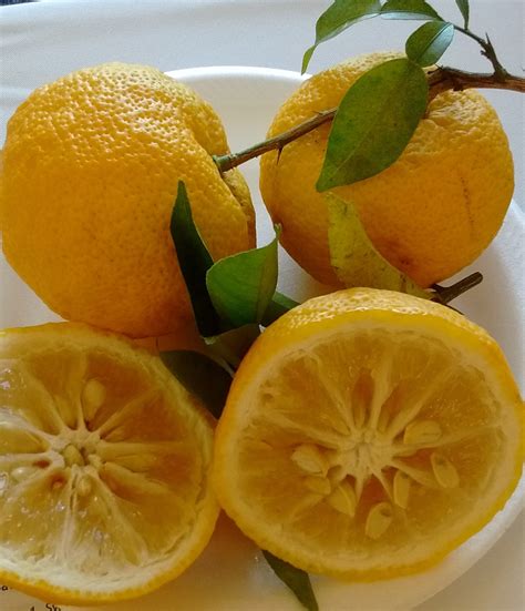 Hardy Citrus: Yuzu