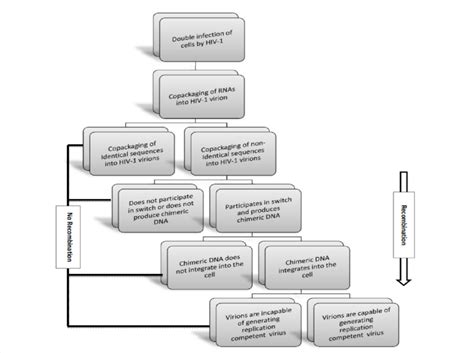 Recombination Engineering Flow Chart 的图像结果