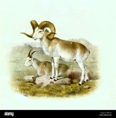 pamirische Rasse des Marco-Polo-Schaf, Ovis ammon polii, Historisch ...
