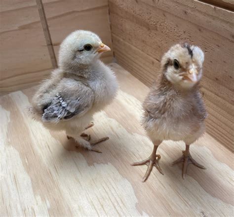 Cream Legbar Chickens | Cream Legbar For Sale | Chicken Breeds