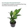 CAPPL Easy Grow Peace Lily Plant (Spathiphyllum) Air Purifying Live ...