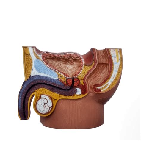 Image result for Male Reproduction Model