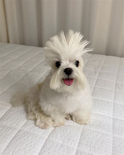 Funny White Dog Meme