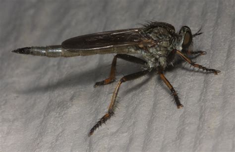 Robber Fly Bite