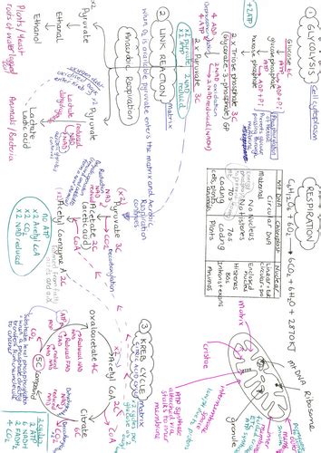Free Science Lessons Respiration 的图像结果
