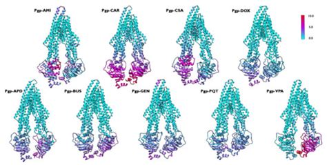 Structure–Function Relationships in the Human P-Glycoprotein (ABCB1 ...