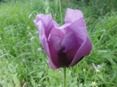 Turkish Poppy Seeds | World Seed Supply