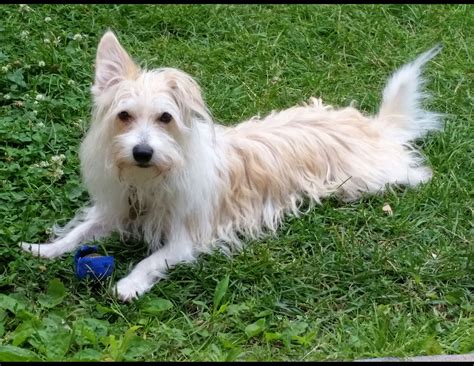 Maisy - Corgi Poodle Mix