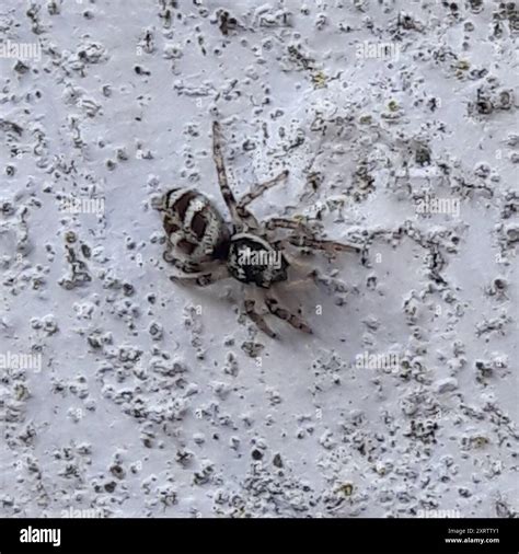 Zebra Jumping Spider (Salticus scenicus) Arachnida Stock Photo - Alamy