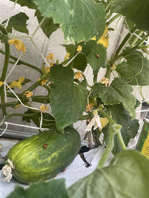 Life is the best thing on earth : r/gardening