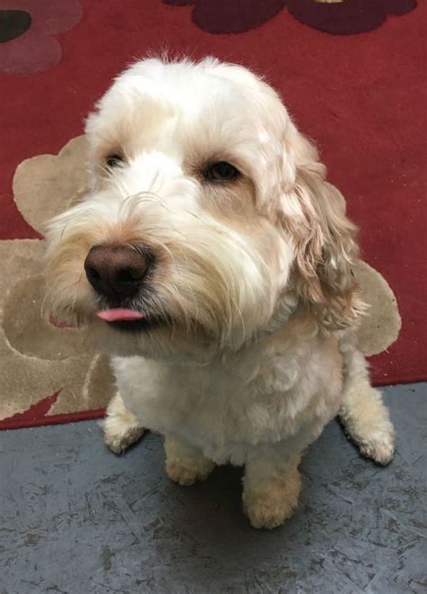 Image result for Cockapoo Dog Tung