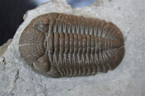 Fossil Hunt, 1579 State Park Rd, Newport, PA, United States ...