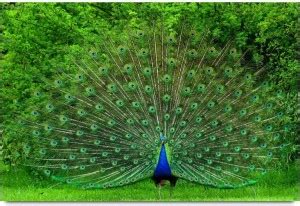 Beautiful Dancing Peacock Paper Print - Animals posters in India - Buy ...