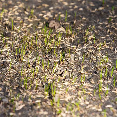When Is the Best Time to Plant Grass? | The Family Handyman