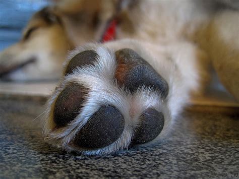 Why Is My Dog Licking Its Paws | Mad Paws Blog