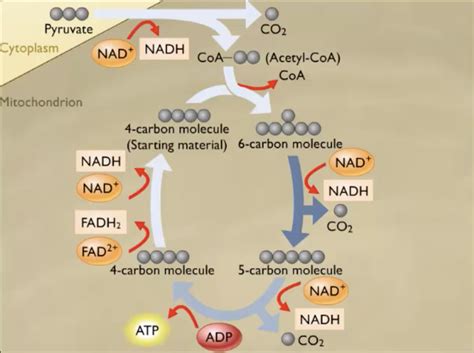 Krebs Cycle Explained Simply 的图像结果