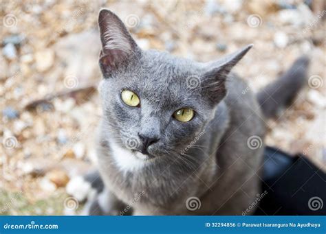 Siamese cat. stock photo. Image of blue, face, expression - 32294856