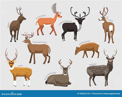 Different Species Of Deer