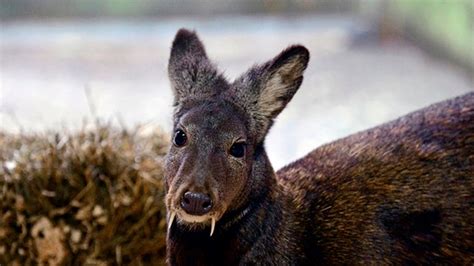 Deer with 'vampire fangs' spotted for 1st time in decades | Fox News