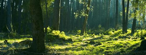 Shifting forest finance toward a rights-based REDD+