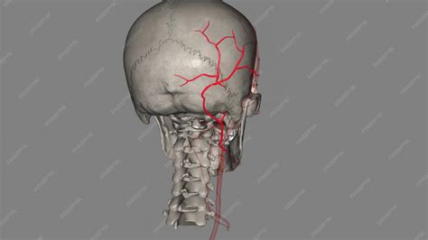 Premium Photo | The occipital artery is a branch of the external carotid artery that provides ...