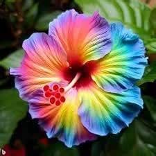 NextBuy Green LIVE HIBISCUS FLOWER PLANT Gadhal| Sembarathi|Rose mallow ...