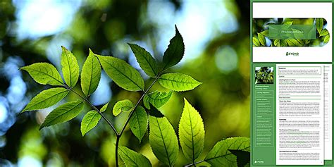 KS3 Photosynthesis Lesson Pack | Biology | Beyond Science