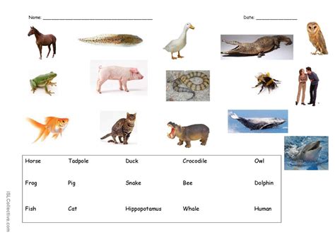 Animal naming and sorting: English ESL worksheets pdf & doc