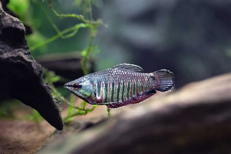 Gourami Fish Types: Guide to Gourami Types & Species - Fish Laboratory