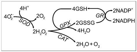 Antioxidants Present in Reproductive Tract Fluids and Their Relevance ...