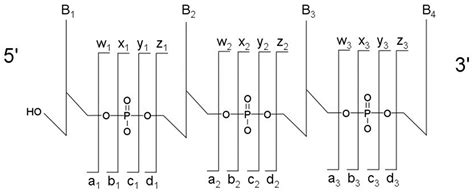 Mapping Post‐Transcriptional Modifications onto Transfer Ribonucleic ...