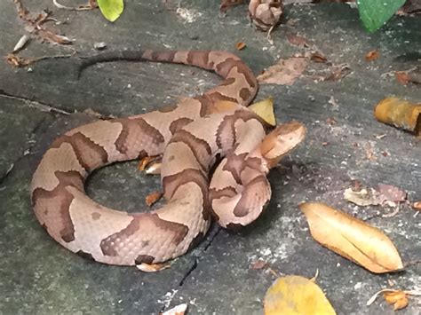 Copperhead Snake Bite Dog