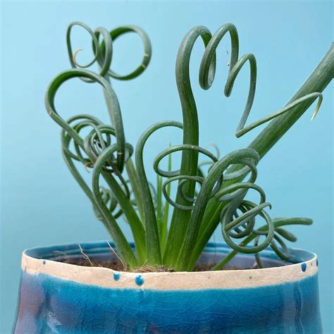 Albuca spiralis 'Frizzle Sizzle' (Pot Size 12cm) Corkscrew Albuca - The ...
