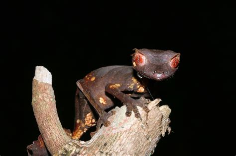 Red Satanic Leaf Tailed Gecko