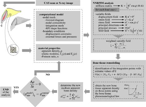 Bone Development Algorithm 的图像结果