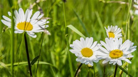 Download wallpaper summer, chamomile, loves me - loves me not, section ...