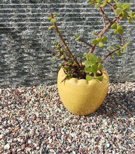 Color Stone Decorative Stones Marble Chips for Aquarium Garden Indoor ...